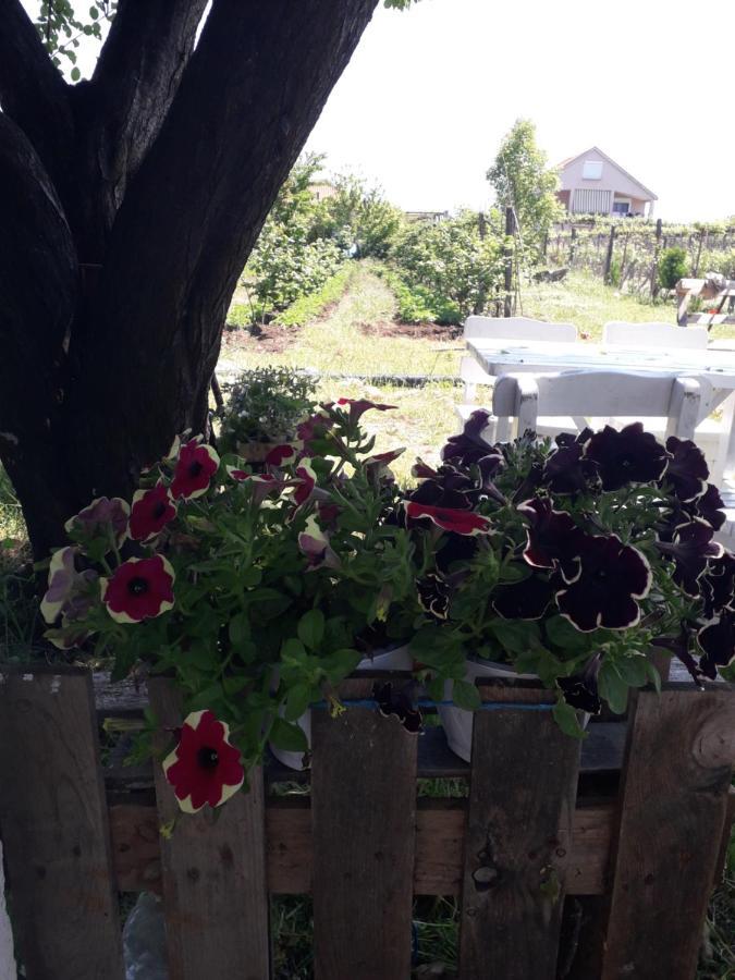 Anza Camping Shkodër Екстериор снимка